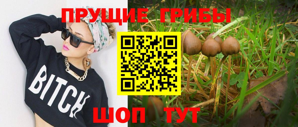 Кубинка  Псилоцибиновые грибы прущие грибы  Вход с VPN  Галлюциногенные грибы Psilocybine cubensis 